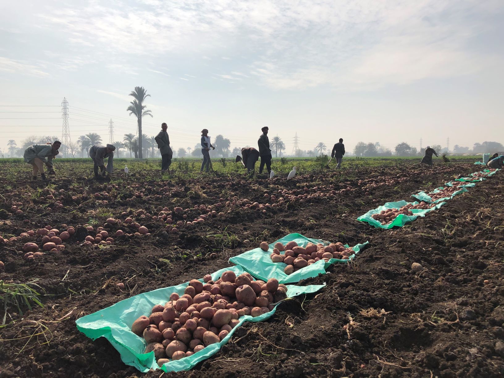 potato farm