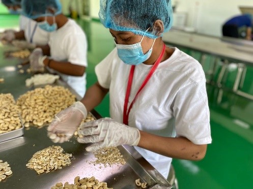 An employee manually sorts and grades the cashew nuts to ensure a high-quality product.