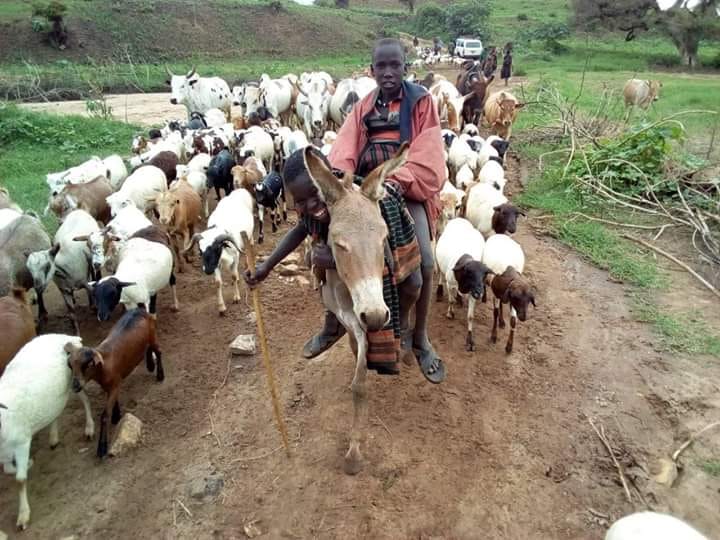 Karamoja pastoralist leads livestock to grazing pasture and water. Source: Dodoth Agro Pastoralists Development Organization