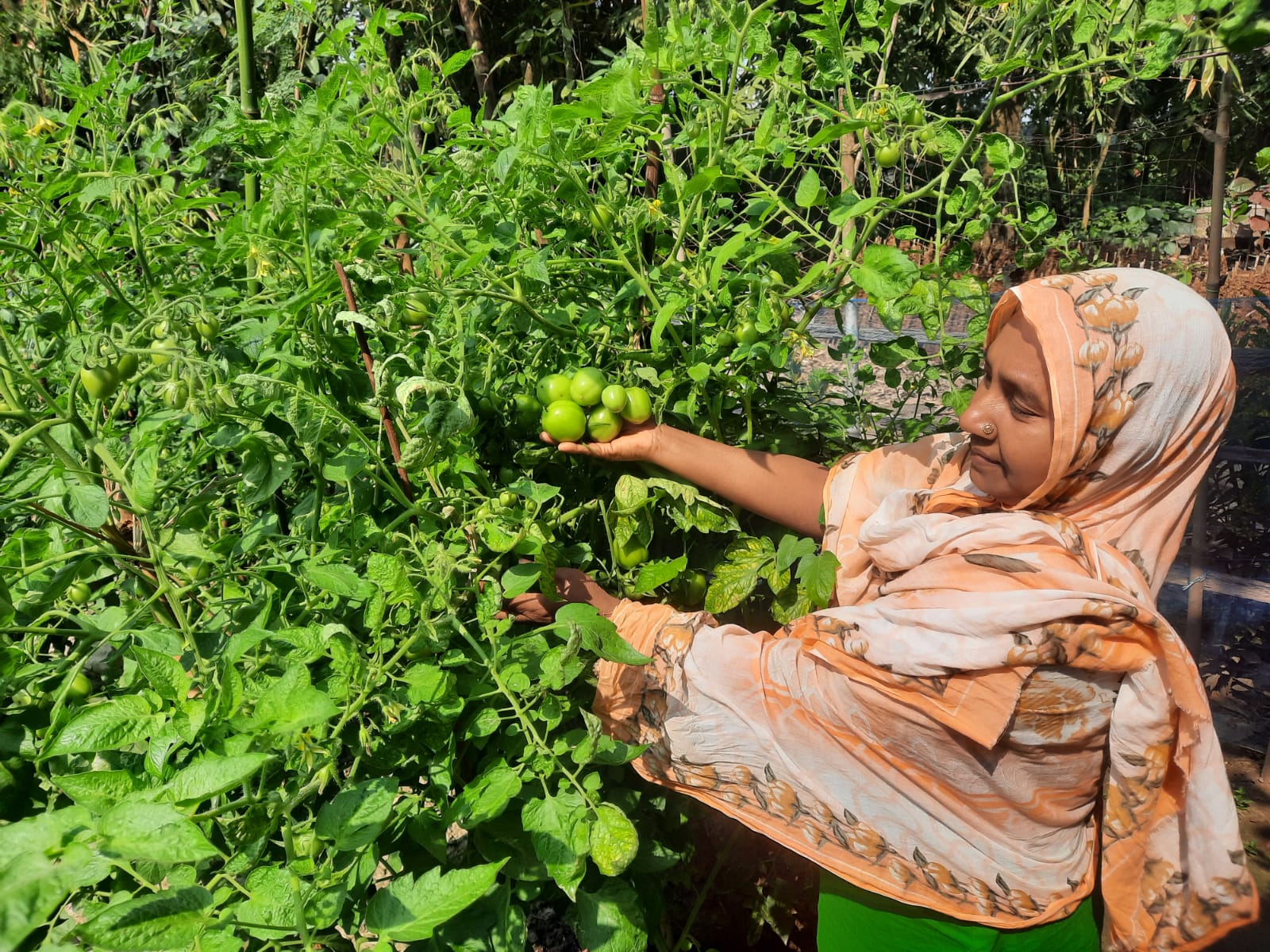 Sowing Commercial Interest in Homestead Gardening