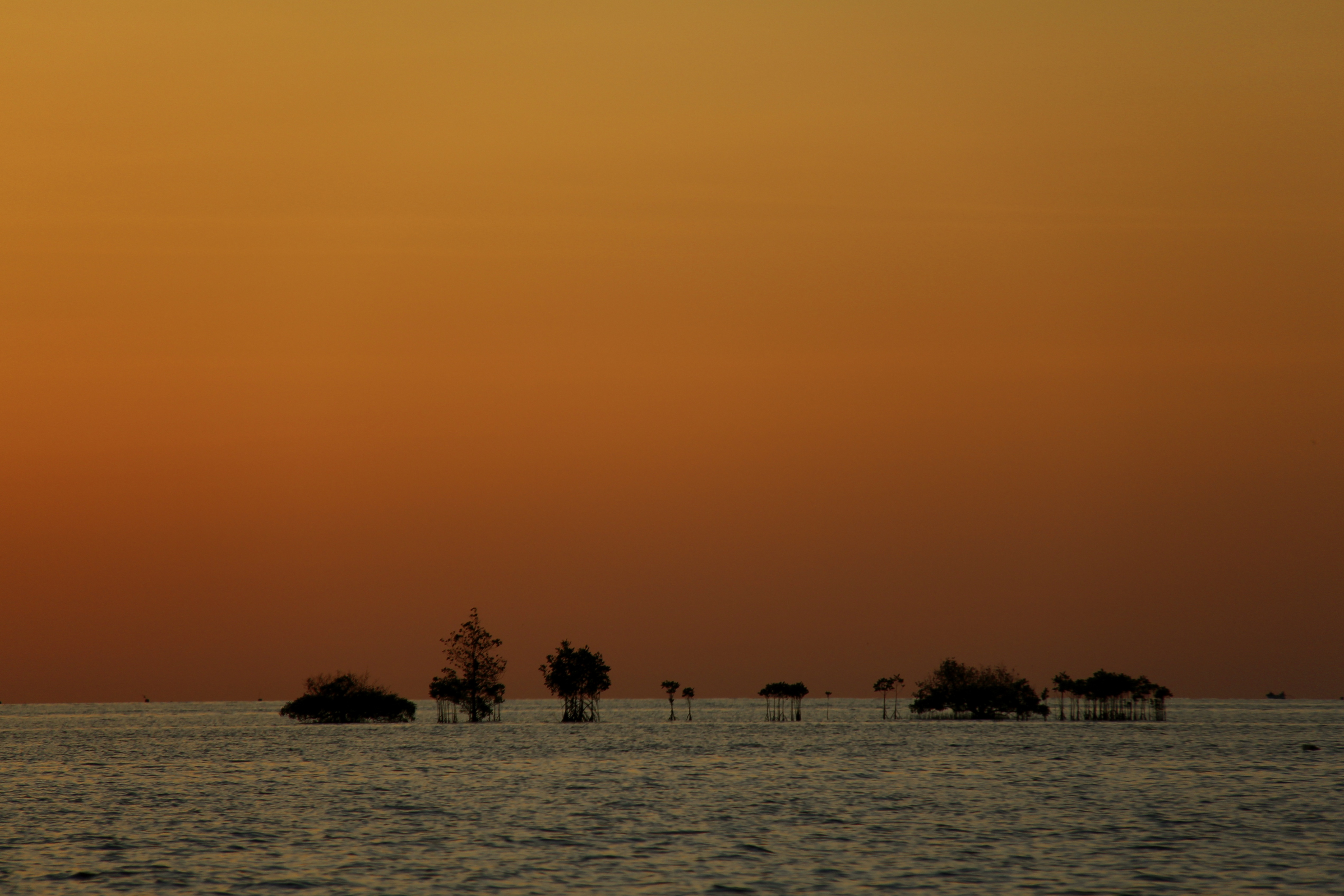 Expanding mangroves could absorb more carbon from the atmosphere.