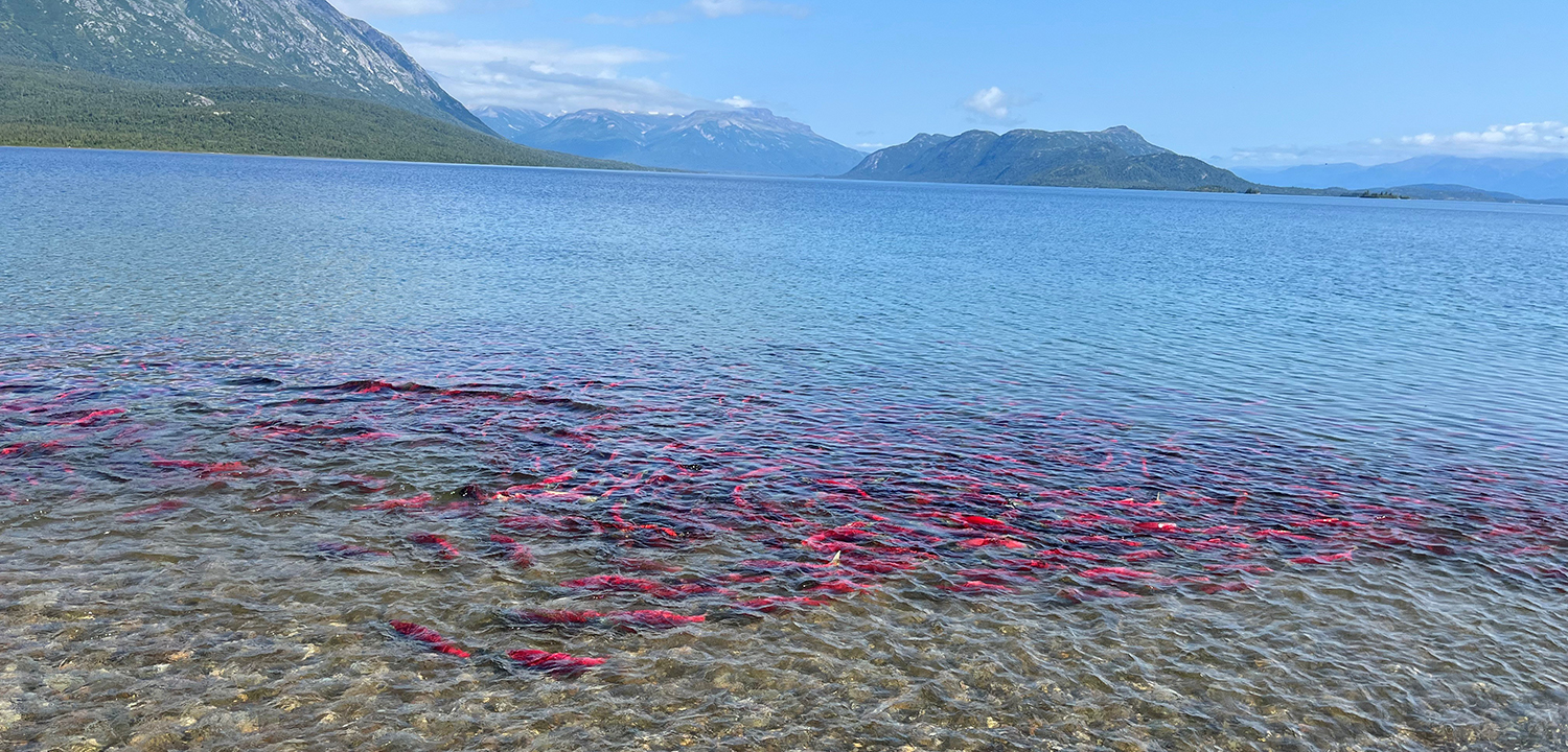 Modeling the Effects of Climate Change on Sockeye Salmon Embryo Development in Alaska