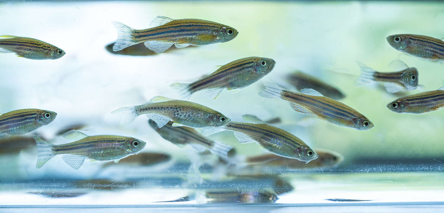 PCB Toxicity to Zebrafish