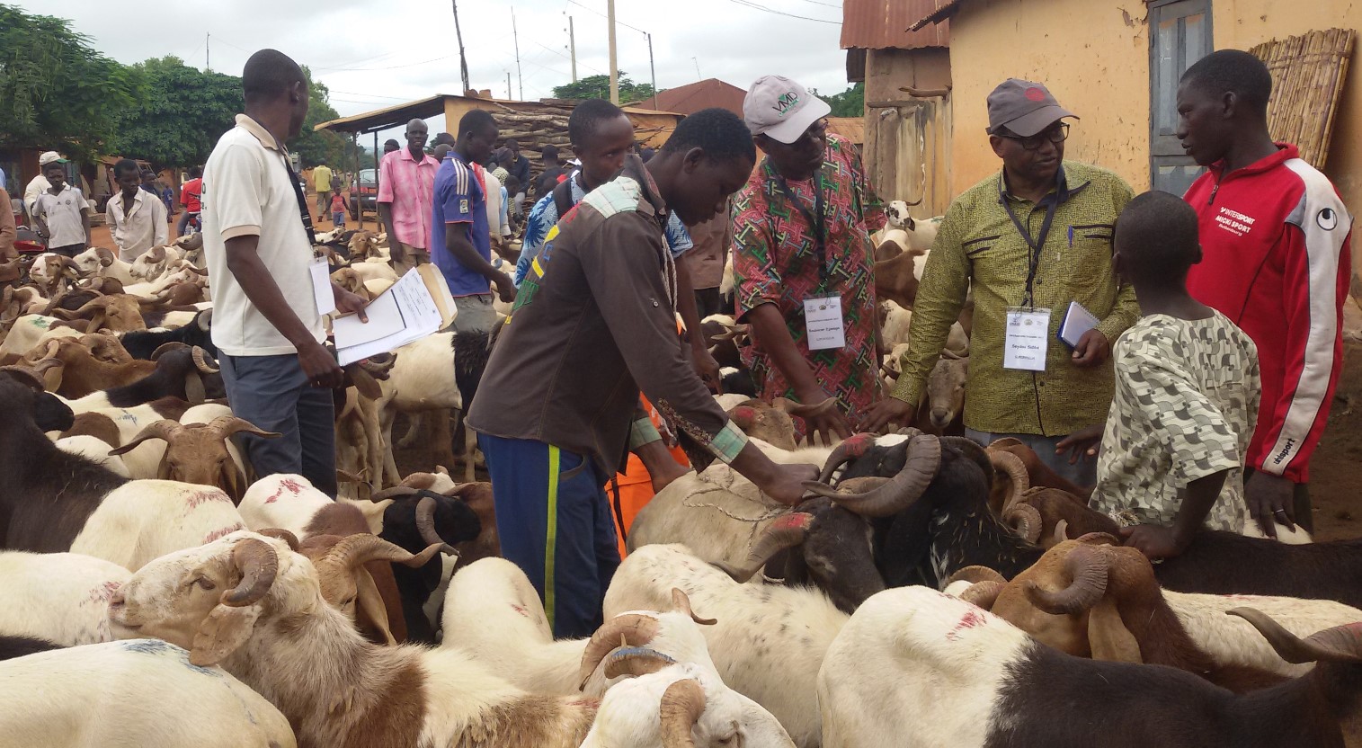 Senegal livestock