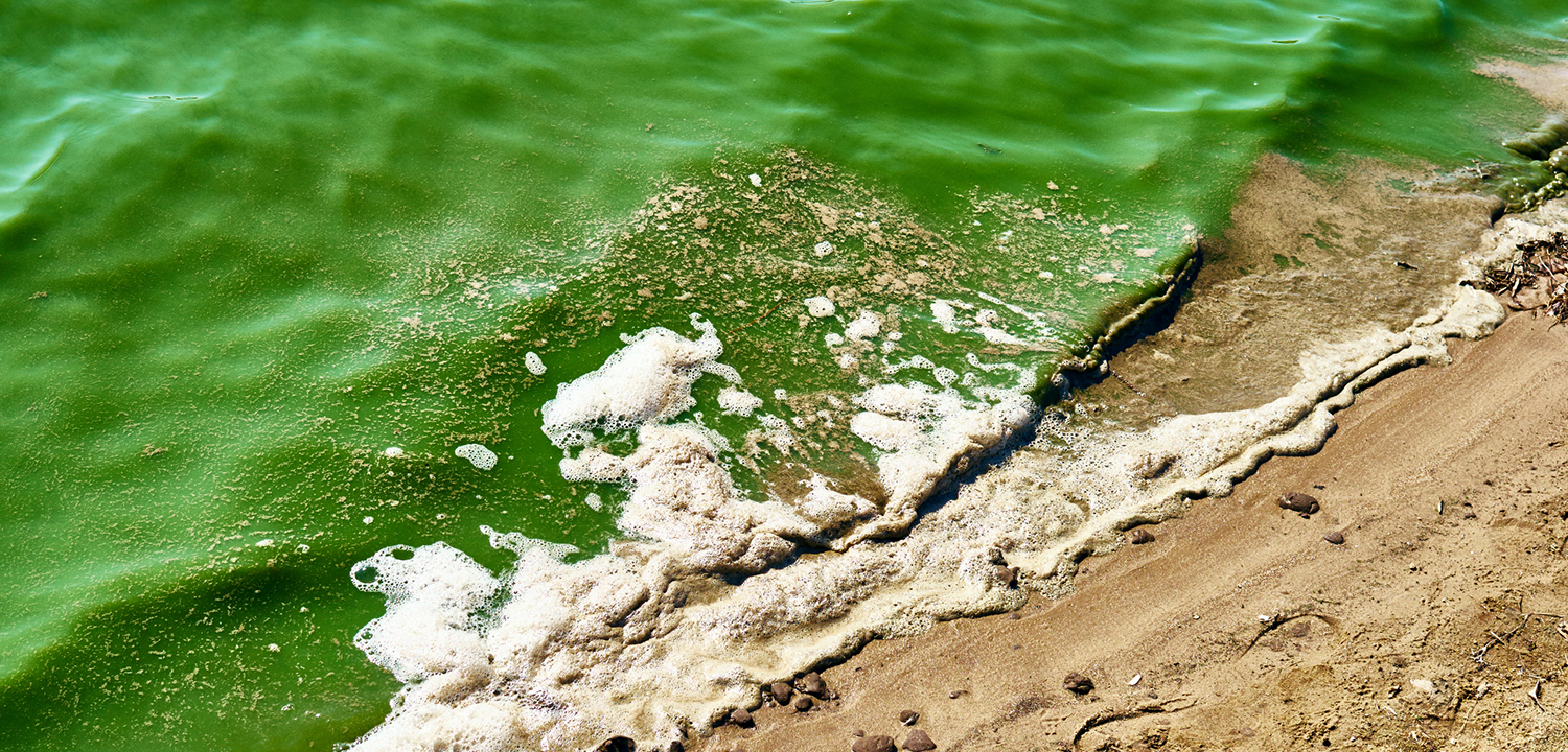 Effects from Exposure to Aerosolized Cyanobacterial Toxins