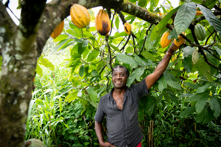 man standing under cocoa tree looking up at cocoa