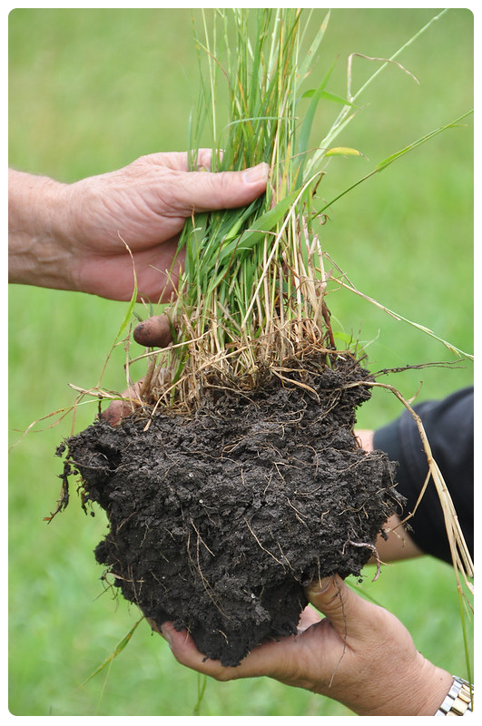 Hands holding soil sample