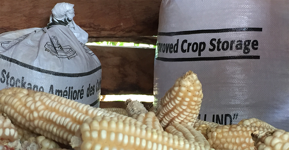 Corn Crop
