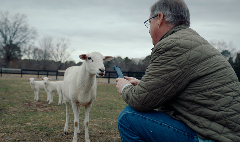 chris long on his farm with his sheep