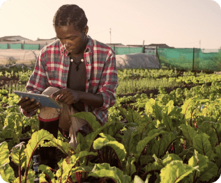 Farmer in field of crops using a mobile tablet device.