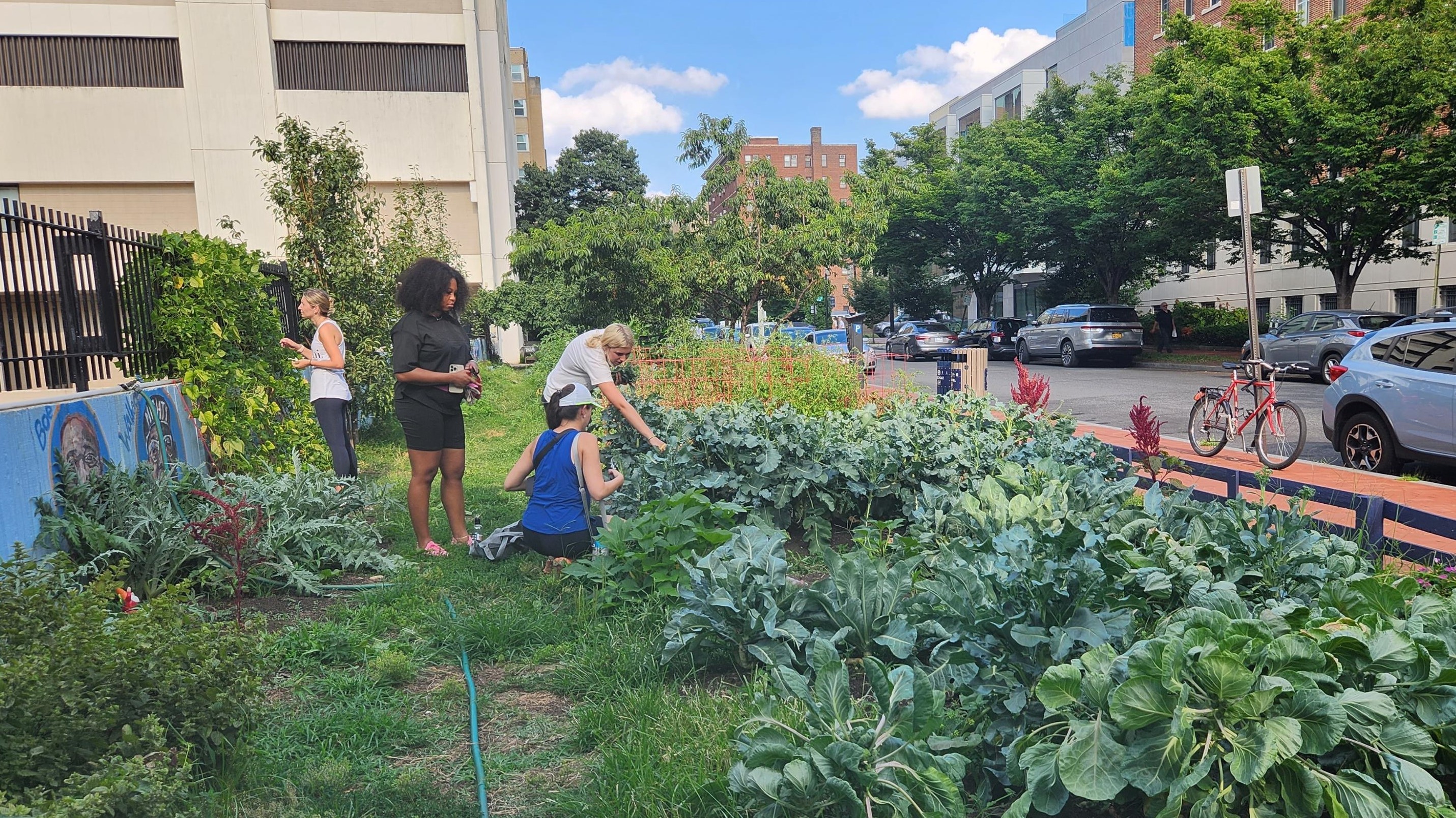 miriams kitchen grow garden