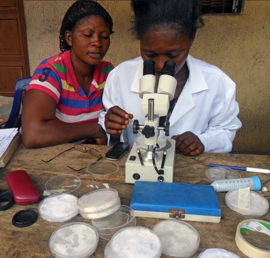 A PMI AIRS entomology technician identifies mosquitoes at the Enugu sentinel site in Nigeria.