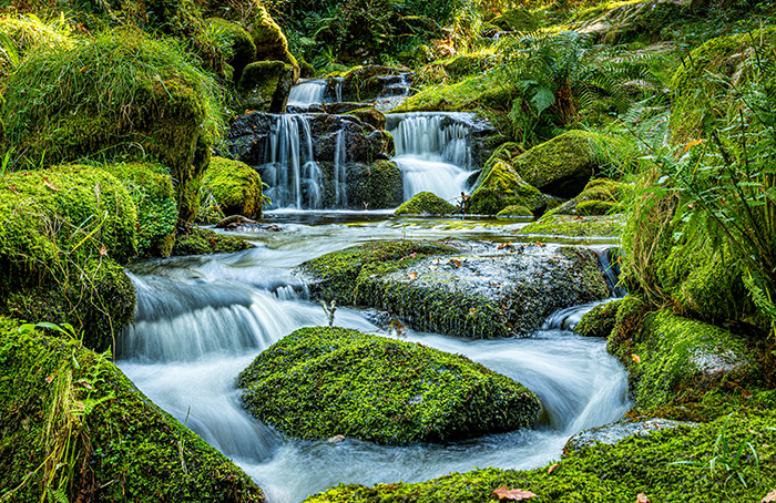 5 Ways Better Governance Can Help Fix the Nature Crisis