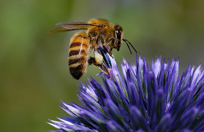 5 Ways Better Governance Can Help Fix the Nature Crisis