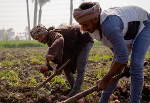 Egyptian farmers working a potato field