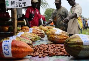 cocoa on a table in bougainville papua new guinea