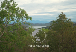 forest view in papua new guinea