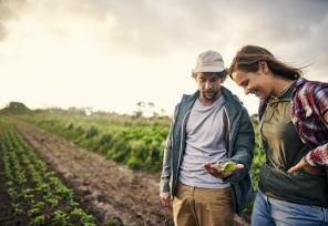 organic farmers in their field examining soil