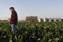 Hispanic farmer using tablet computer in crop field