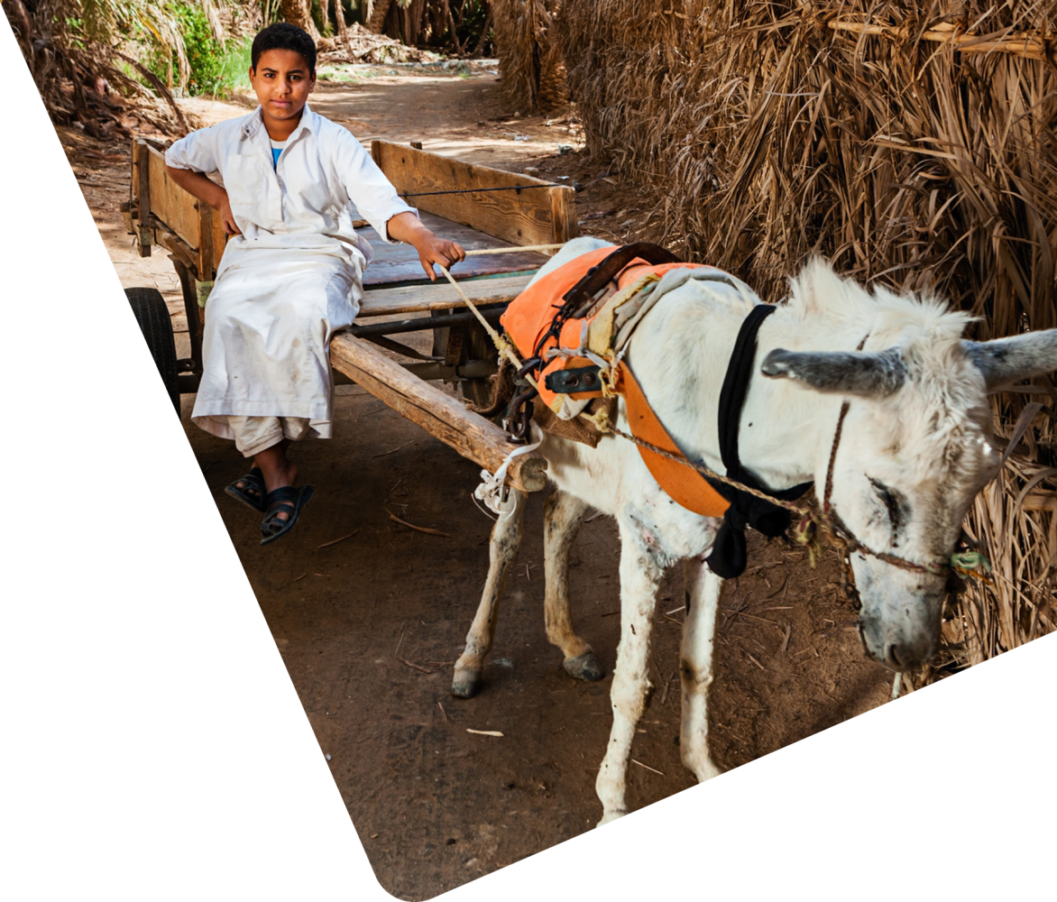 Egyptian boy with donkey and cart