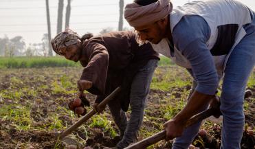 Egyptian farmers working a potato field