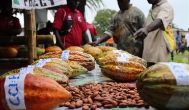 cocoa on a table in bougainville papua new guinea