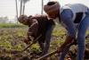 Egyptian farmers in a potato field