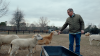 chris long feeding sheep on his farm